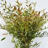 Nandina foliage Nandina foliage