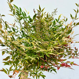 Nandina foliage Nandina foliage