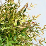 Nandina foliage close up Nandina foliage close up
