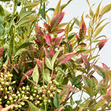 Nandina foliage close up Nandina foliage close up