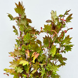 Maple Foliage Maple Foliage