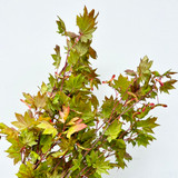 Maple Foliage bunch Maple Foliage bunch