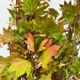 Maple Foliage Maple Foliage