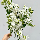 Tweedia White - 5st. 