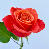 Orange Crush Rose - 25st