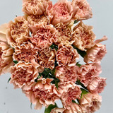 Carnation Caramel (Solei) - 25st