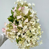PeeGee Hydrangea - 7st