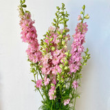 Larkspur Pink CA-Grown - 10st