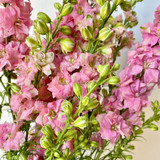 Larkspur Pink CA-Grown - 10st