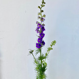 Larkspur Purple CA-Grown - 10st