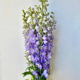 Delphinium Lavender Hybrid CA-Grown - 5st