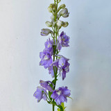 Delphinium Lavender Hybrid CA-Grown - 5st