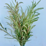 Grevillea Foliage CA-Grown - 8st.