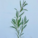 Grevillea Foliage CA-Grown - 10st