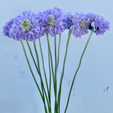 Scabiosa Lavender - 10st 