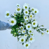 Monte-Casino Aster CA-Grown (White) - 10st