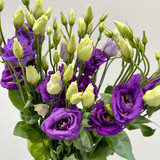 Lisianthus Purple - 5st