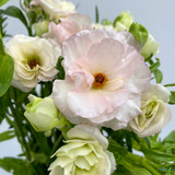 Butterfly Ranunculus Ariadne CA-Grown - 10st