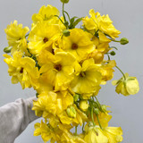 Butterfly Ranunculus Yellow CA-Grown - 10st