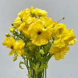 Butterfly Ranunculus Yellow  - 10st