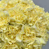 Carnations Pale Yellow - 25st