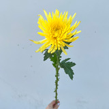 yellow spider mum stem