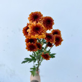 bronze button pom poms