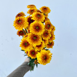 bronze/copper button poms bronze/copper button poms