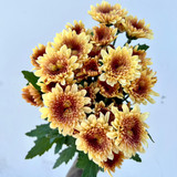 gold button pom poms