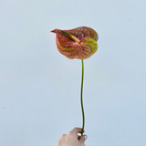 cognac anthurium