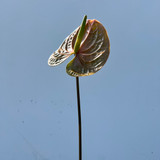 prestige anthurium