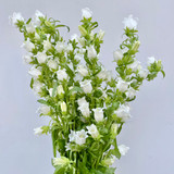 Campanula White - 5st