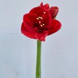 Amaryllis Red - 1 st.