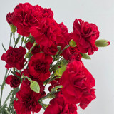 Mini Carnations Burgundy - 10st