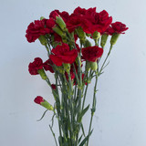 Mini Carnations Burgundy - 10st