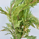 Incense Cedar - 2#