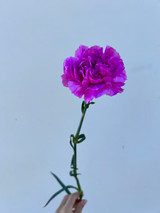 purple carnations wholesale