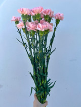 pink carnations wholesale