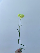 green carnation wholesale