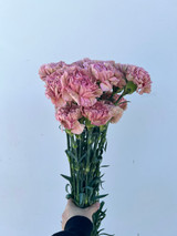 mauve carnations wholesale