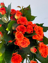 orange spray roses wholesale