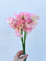 pink sweet peas wholesale