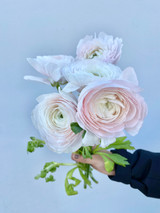 Ranunculus Cloni - 5st