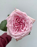 Pink O’ Hara Roses  - 25st