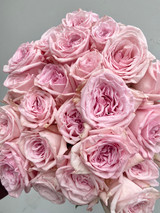 Pink O’ Hara Roses  - 25st
