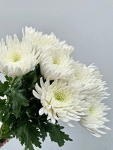 Spider Mum White - 10st