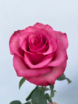 Lola Roses - 25st