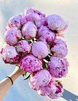 Peonies Light Pink - 5st