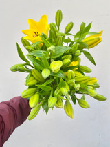 Asiatic Lily Yellow (CA-Grown) - 10st