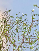 Spiraea Thunbergii - 5st